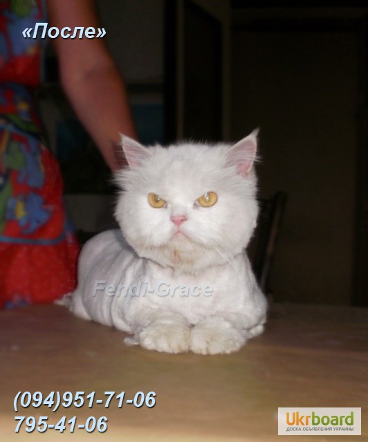 Фото 17. Стрижка котов без наркоза. Стрижка котов Одесса.Стрижка котов с выездом на дом