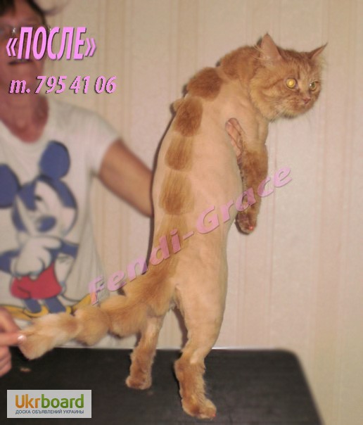 Фото 3. Стрижка котов без наркоза. Стрижка котов Одесса.Стрижка котов с выездом на дом