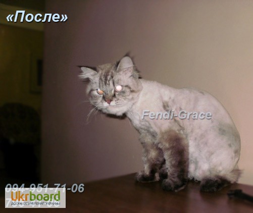 Фото 7. Стрижка котов без наркоза. Стрижка котов Одесса.Стрижка котов с выездом на дом