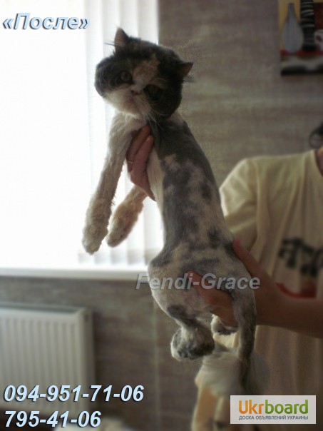Фото 8. Стрижка котов без наркоза. Стрижка котов Одесса.Стрижка котов с выездом на дом