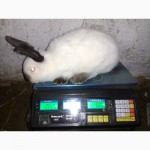 Продам чистокровных кроликов калифорнийской породы