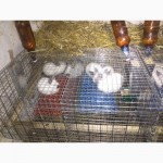 Продам чистокровных кроликов калифорнийской породы