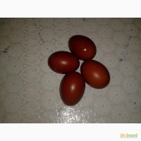 Яйца инкубацийные породы Маран (коричневые)