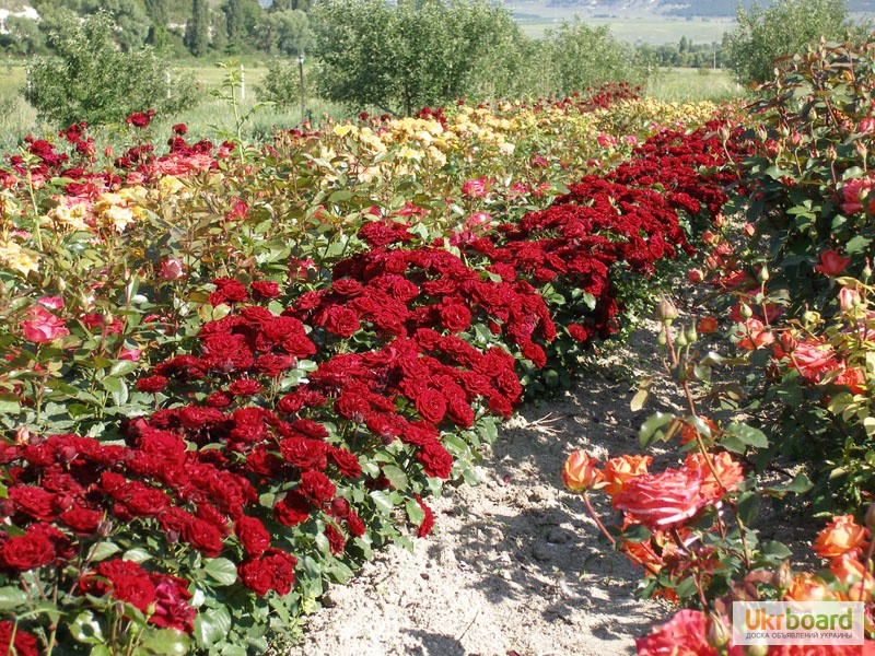 Фото 2/2. Продам саженцы роз и хризантем