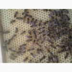 Продаю бджоломатки Карніка ПЕШЕЦ ціна 100 грн за НЕплідну матку 230 плідна