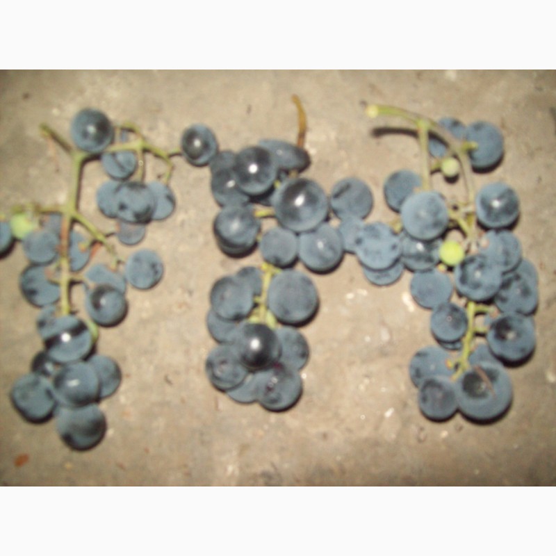 Фото 4. Продам виноград капшун на сок 300.400 к.г