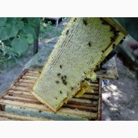 Продам бджолосімї Карпатка. Львівська область