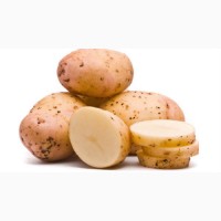 Закупка оптом картофеля
