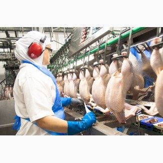 Рабочий на куриный мясокомбинате в Польшу