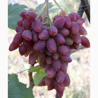 Саженцы винограда элитных сортов