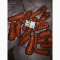 Продам морковь от Украинского поставщика
