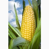 Агрофирма купит большим оптом кукурузу