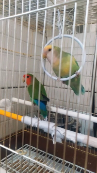 Фото 5. Неразлучники пара попугаев с клеткой