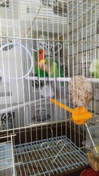 Неразлучники пара попугаев с клеткой