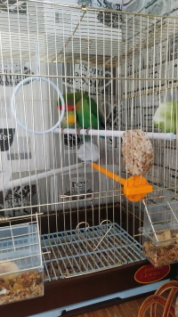 Фото 2. Неразлучники пара попугаев с клеткой