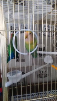 Фото 4. Неразлучники пара попугаев с клеткой