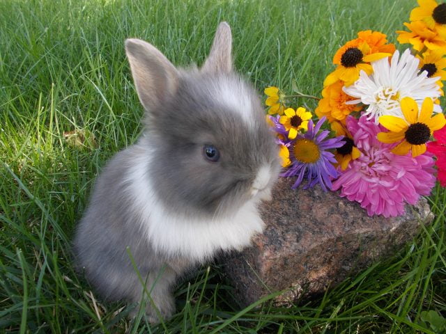 Фото 10. Ручные торчеухие карликовые кролики, символ 2023 года