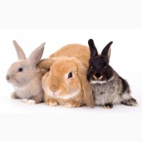Ручные торчеухие карликовые кролики, символ 2023 года