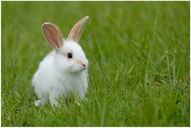 Фото 4. Ручные торчеухие карликовые кролики, символ 2023 года