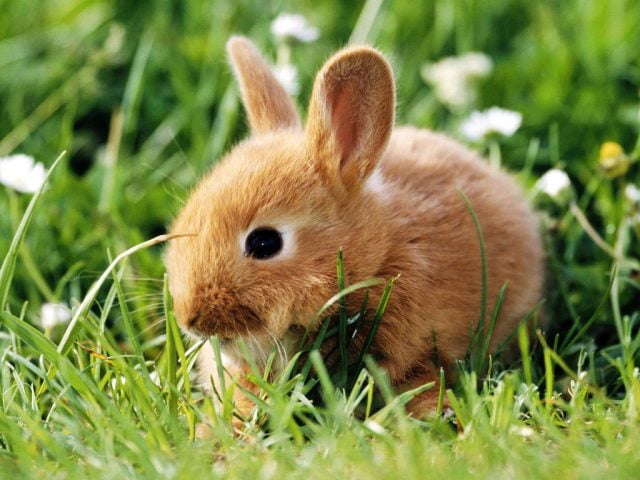 Фото 5. Ручные торчеухие карликовые кролики, символ 2023 года
