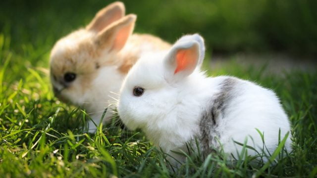 Фото 7. Ручные торчеухие карликовые кролики, символ 2023 года
