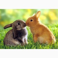 Ручные торчеухие карликовые кролики, символ 2023 года