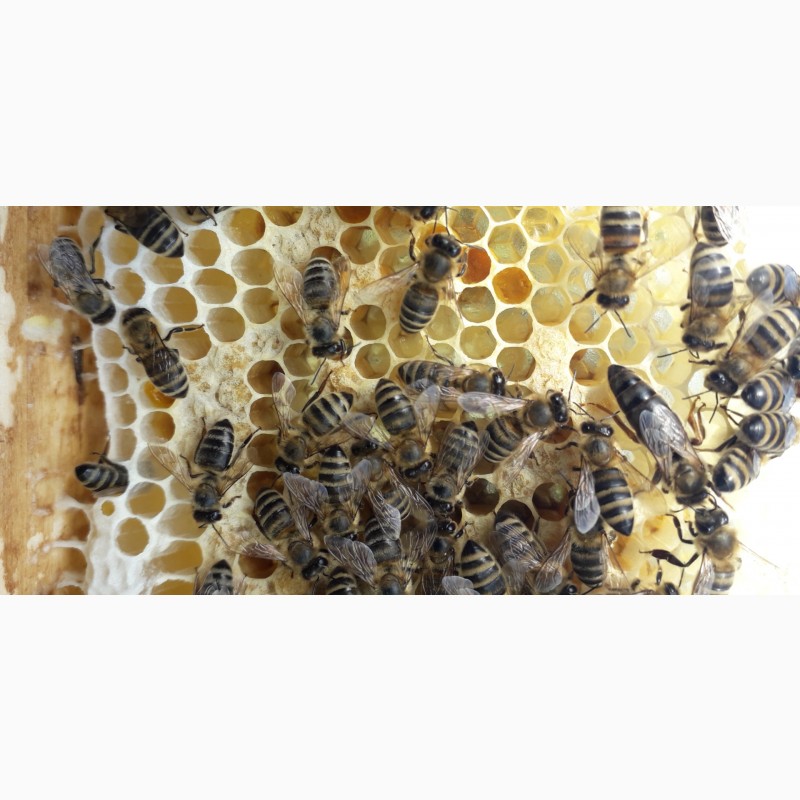 Фото 2. Бджоломатки Карпатки 2024 року lt;договірна цінаgt; / є опт/