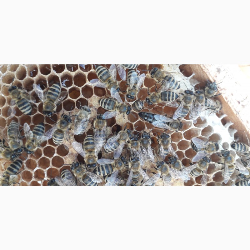 Фото 5. Бджоломатки Карпатки 2024 року lt;договірна цінаgt; / є опт/