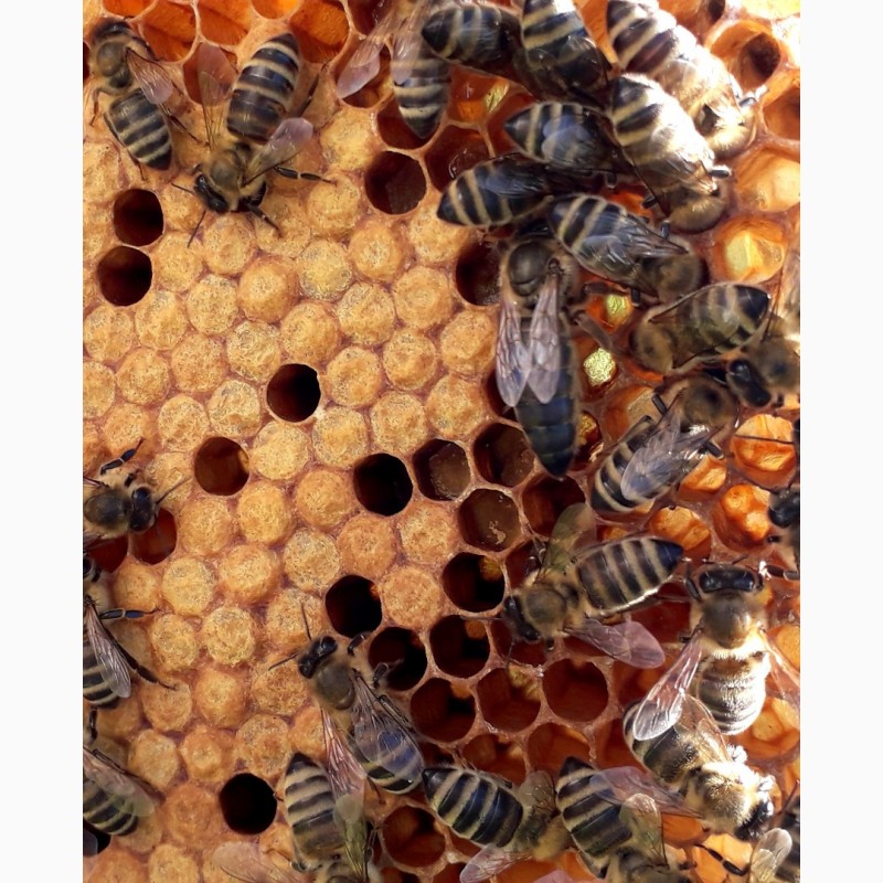 Фото 6. Бджоломатки Карпатки 2024 року lt;договірна цінаgt; / є опт/