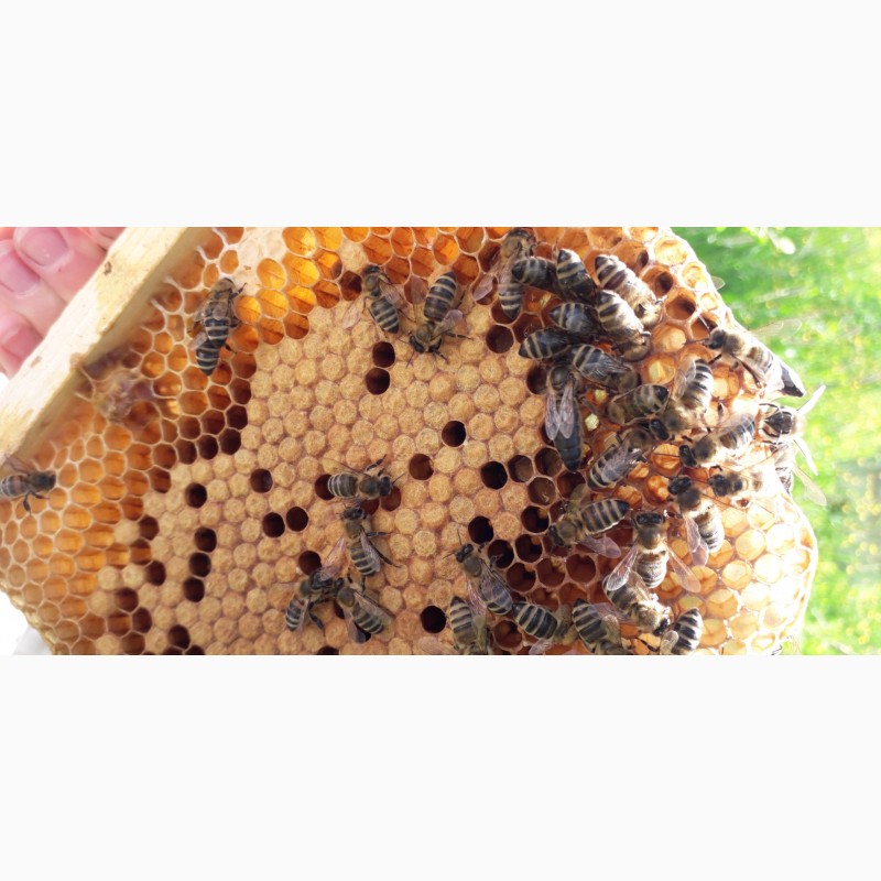 Фото 7. Бджоломатки Карпатки 2024 року lt;договірна цінаgt; / є опт/