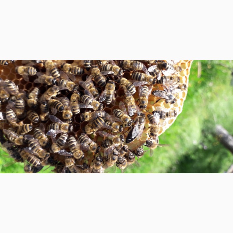 Фото 8. Бджоломатки Карпатки 2024 року lt;договірна цінаgt; / є опт/