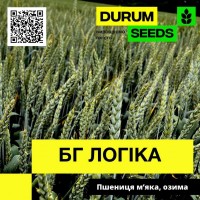 Насіння пшениці БГ Логіка / BG Logika (озима / безоста) Durum Seeds
