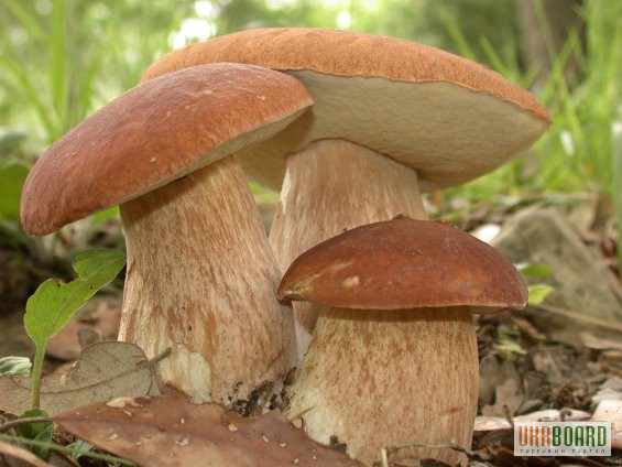 Семена белого гриба - мицелий лесных рибов недорого. Польский гриб, груздь, масленок