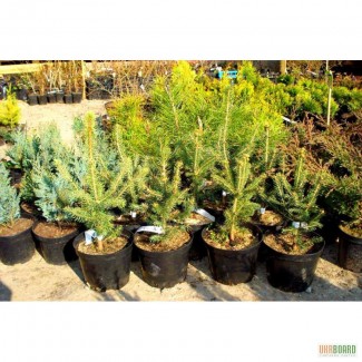 Питомник растений предлагает деревья и кустарники для озеленения и ландшафтного дизайна.