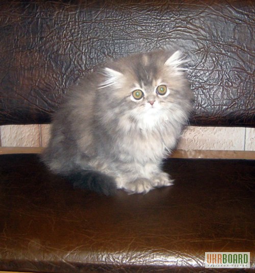Фото 3. Персидские котята