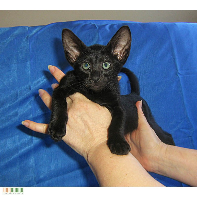 Фото 2/3. Магические черные ориентальные котята