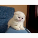 Продается котенок вислоухий мальчик белого окраса