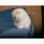 Продается котенок вислоухий мальчик белого окраса
