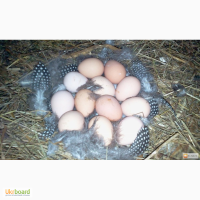 Яйце цесарки інкубаційне