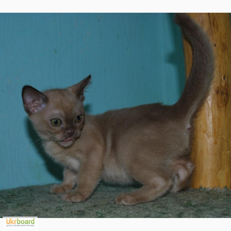 Фото 3. Бурманские котята