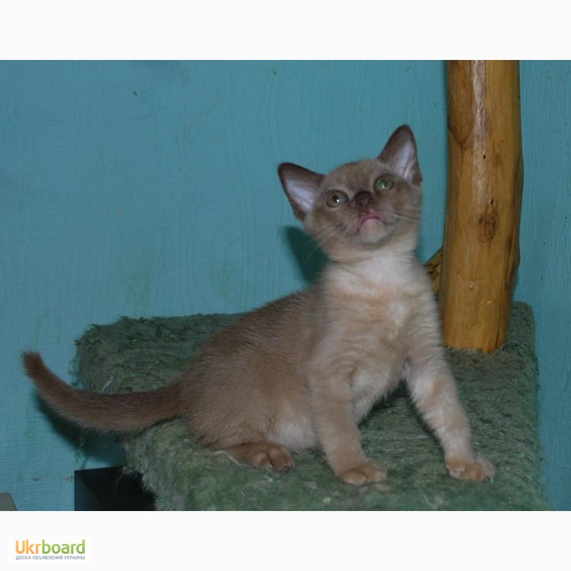 Фото 4. Бурманские котята