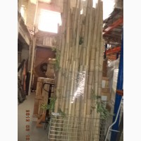 Бамбук декоративный