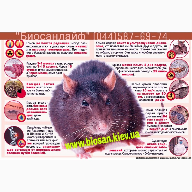 Почему крыса стала. Крысы переносчики болезней. Грызуны и мыши опасны для человека. Мыши Грызуны переносчики инфекций.