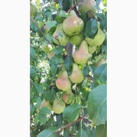 Продам грушу, сорта Осень Буковины и Говерла, урожая 2018 года, с сада
