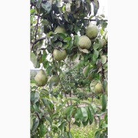Продам грушу, сорта Осень Буковины и Говерла, урожая 2018 года, с сада