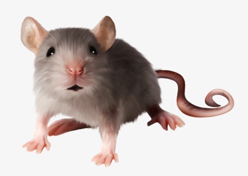 Фото 3. АНТИМЫШИН АНТИМИШИН препарат для борьбы с грызунами – крысами, мышами и полевками