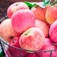 Продам яблука Рожевий налив