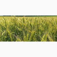 Семена озимой пшеницы Лира Одесская елит