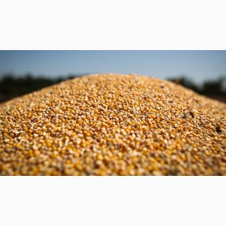 Закуповуємо кукурудзу, великими об#039;ємами