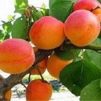 Продам саженцы абрикоса канадской селекции, Харкот, Нью Джерси, Фелпс